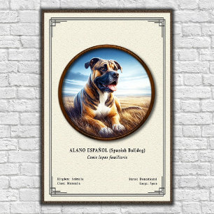 Affiche Bouledogue Espagnol (Alano Español) Série de Zoolo