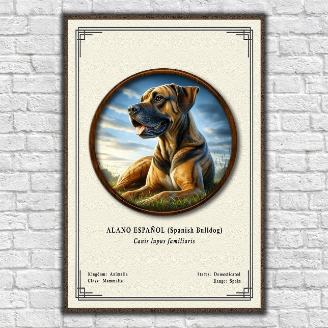 Affiche Bouledogue Espagnol (Alano Español) Série de Zoolo (Créateur téléchargé)