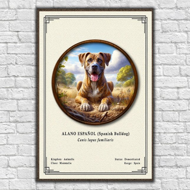 Affiche Bouledogue Espagnol (Alano Español) Série de Zoolo (Créateur téléchargé)