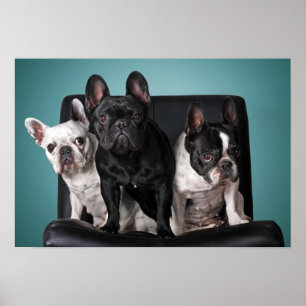 Affiche Bouledogue français sur la chaise
