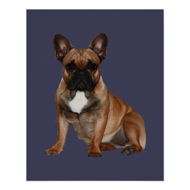 Affiche Bouledogues Français (Devant)