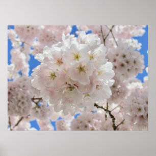 Affiche Boules en fleurs roses