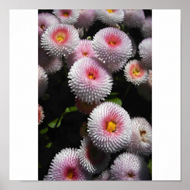 Affiche boules roses (Devant)