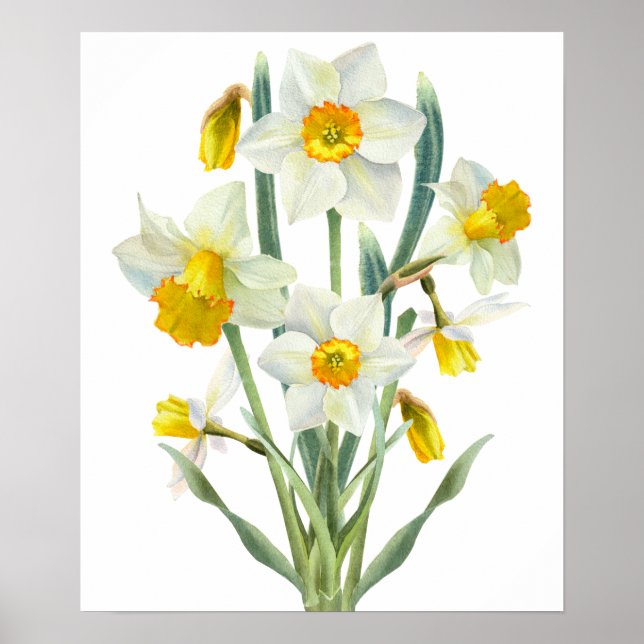Affiche Bouquet de fleurs de jonquille (Devant)
