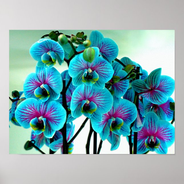 Affiche Bouquet de fleurs d'orchidée bleue (Devant)