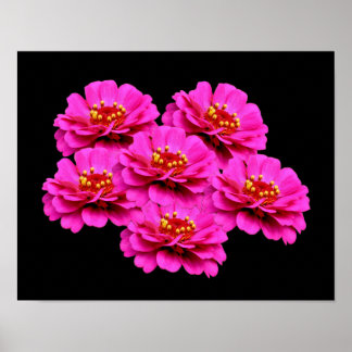 Affiche Bouquet de fleurs rose Zinnia
