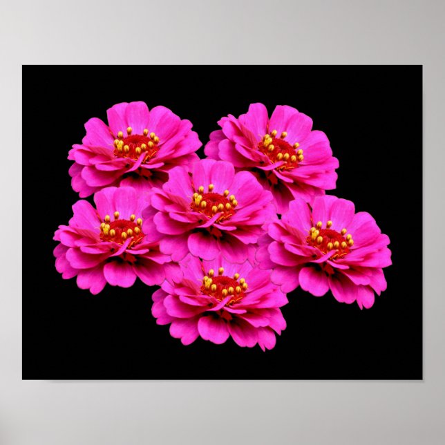 Affiche Bouquet de fleurs rose Zinnia (Devant)
