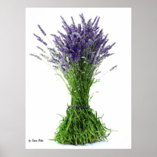 Affiche Bouquet de lavande
