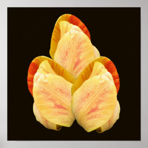 Affiche Bouquet de pétales de tulipe jaune