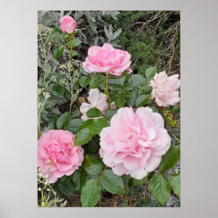 Affiche Bouquet de roses roses rose rose florale jardin Ra