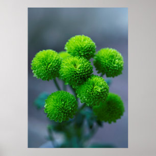 Affiche Bouquet des fleurs de Santini vert Chrysanthemum