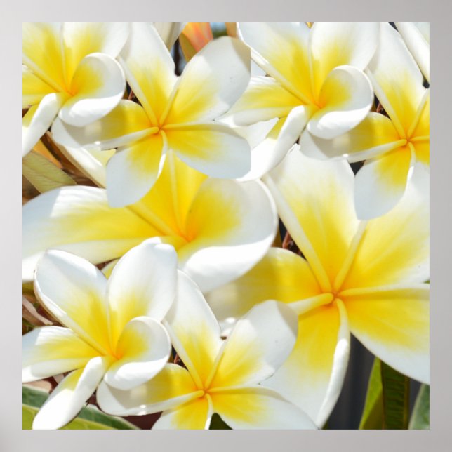 Affiche Bouquet Frangipani blanc jaune, (Devant)