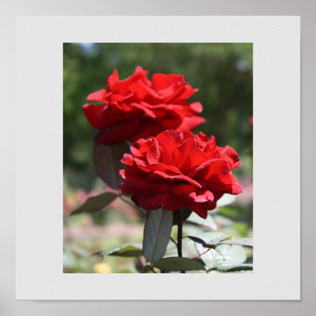 Affiche Bouquet rouge (Devant)