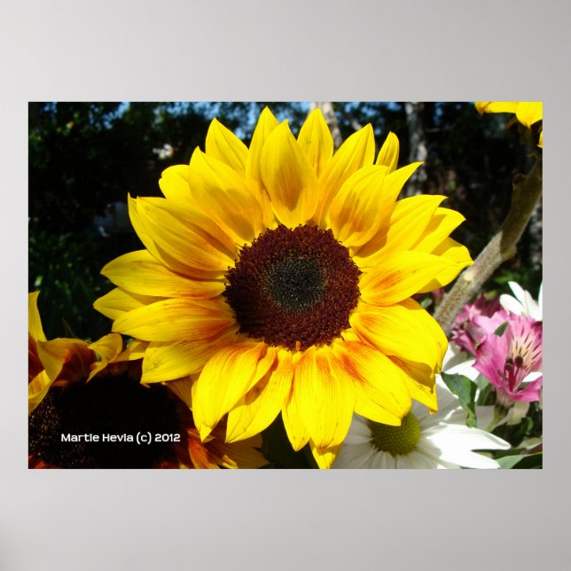 Affiche Bouquet Tournesol & Amis (Devant)
