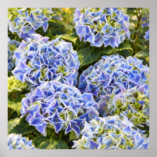 Affiche Bouquets d'Hortensia Bleu Ensolleillés dans un Jar