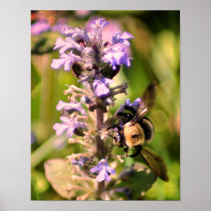 Affiche Bourdon sur fleur violette en gros plan