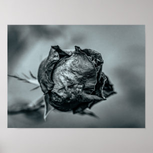Affiche Bourgeon de rose flétri noir et blanc