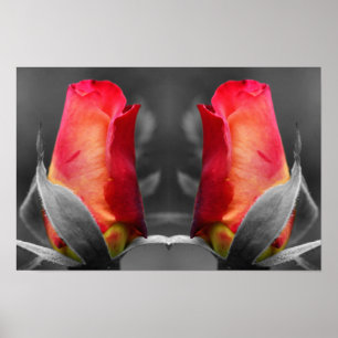 Affiche Bourgeon de rose rouge Art de fleur en miroir de c