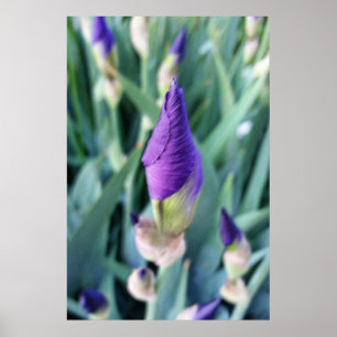 Affiche bourgeon d'iris pourpre