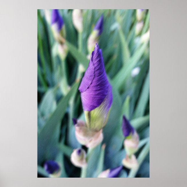 Affiche bourgeon d'iris pourpre (Devant)