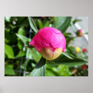 Affiche bourgeon rose profond