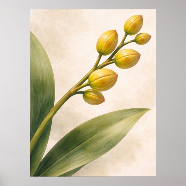 Affiche Bourgeons d'orchidée Phalaenopsis jaune botanique (Devant)