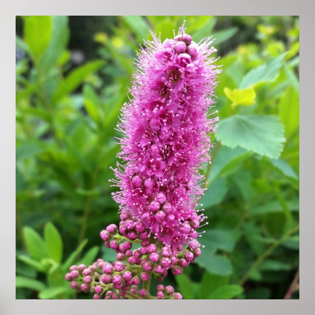 Affiche bourgeons roses (Devant)