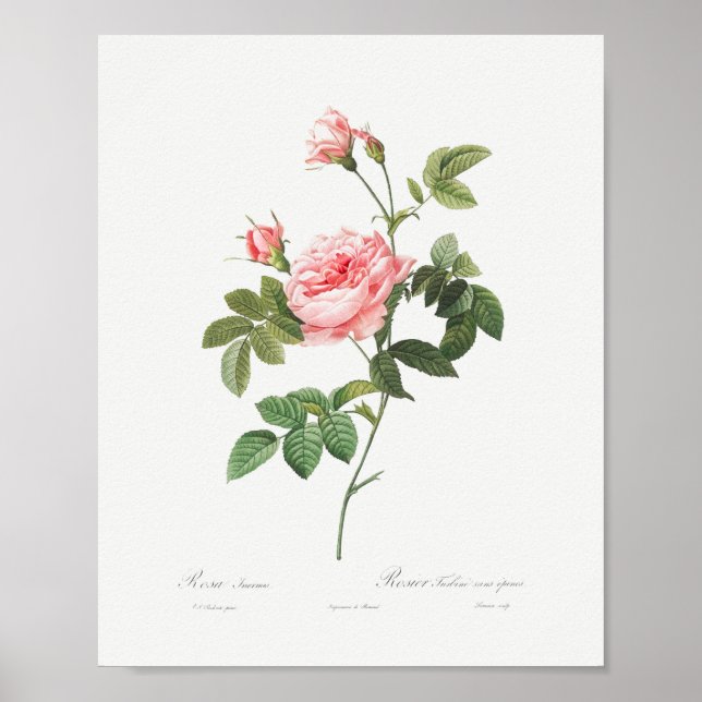 Affiche Boursault Rose Vintage Floral Rose (Devant)