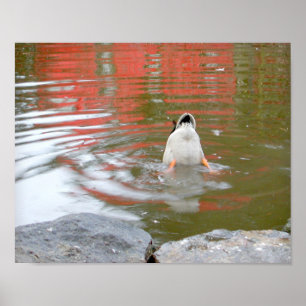 Affiche Bouton de canard