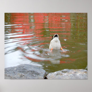 Affiche Bouton de canard
