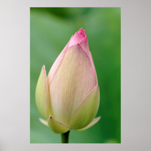 Affiche Bouton de nénuphar non ouvert, Jardin botanique de