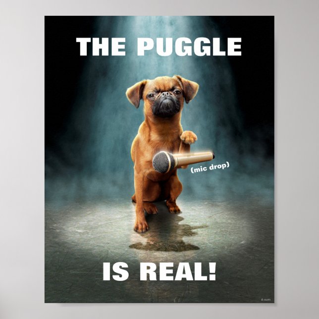 Affiche Bouton Puggle (Devant)
