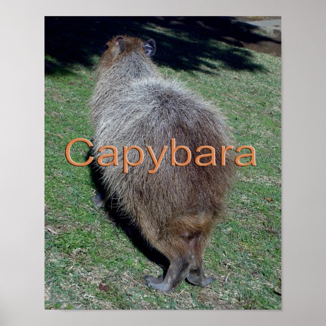 Affiche Boutons du Capybara-2 (Devant)