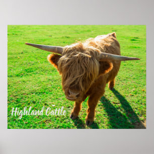 Affiche bovin de Highland bovin pour animal et amoureux de