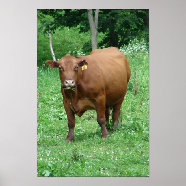 Affiche Bovine (Devant)