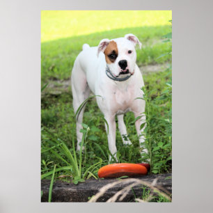 Affiche Boxer