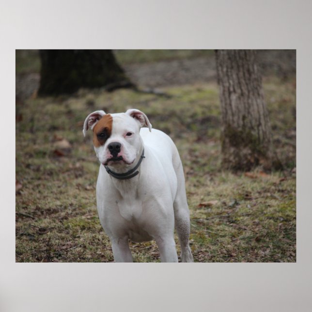 Affiche Boxer (Devant)