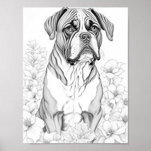 Affiche Boxer Chien Adulte Coloration
