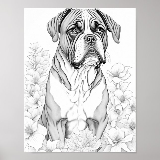 Affiche Boxer Chien Adulte Coloration (Devant)