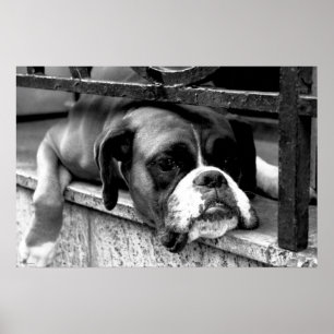 Affiche Boxer Chien sur Windowsill wapcy arc1