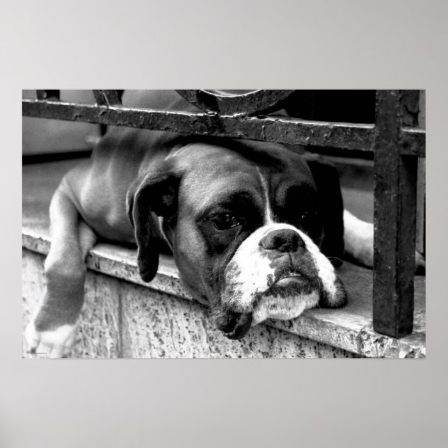 Affiche Boxer Chien sur Windowsill wapcy arc1 (Devant)