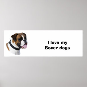 Affiche Boxer dog portrait