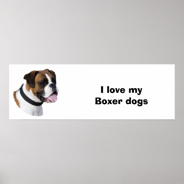 Affiche Boxer dog portrait (Devant)