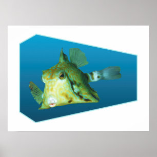 Affiche Boxfish - arrière - plan bleu dégradé