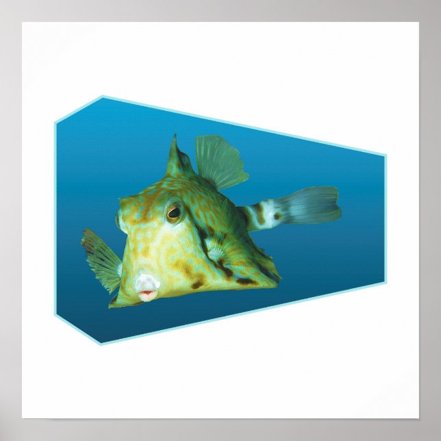 Affiche Boxfish - Dégradé de fond bleu design |  (Devant)