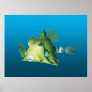 Affiche Boxfish en gros plan ! Fond bleu dégradé   