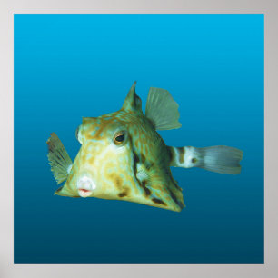 Affiche Boxfish en gros plan ! Fond bleu dégradé