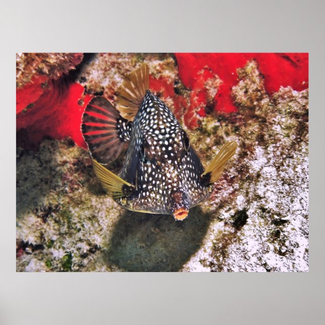 Affiche Boxfish Portrait (Devant)