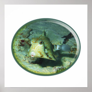 Affiche Boxfish - tellement mignon ! Conception photograph