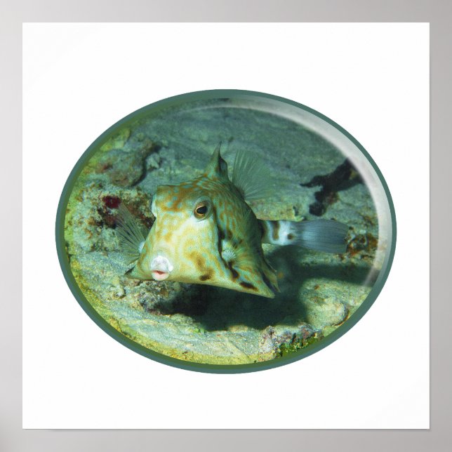 Affiche Boxfish - tellement mignon ! Conception photograph (Devant)